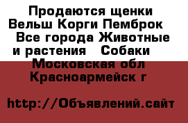 Продаются щенки Вельш Корги Пемброк  - Все города Животные и растения » Собаки   . Московская обл.,Красноармейск г.